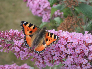 Butterfly (Aglais urticae) on butterfly bush (Buddleja)