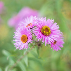 Fototapeta premium pink flower