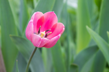 pink flower