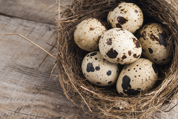 quail eggs in nest