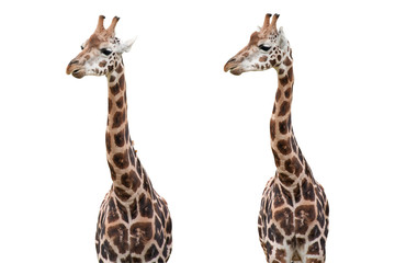 Giraffes Isolated