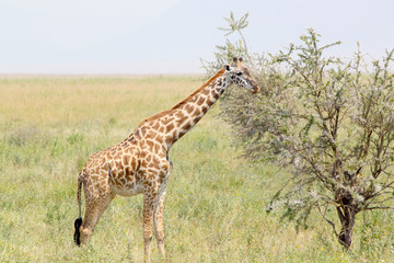 Youbg giraffe eating from a tree