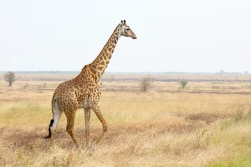Fotobehang Giraffe in savannah © mattiaath