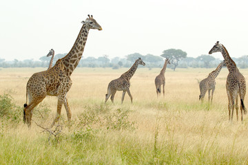 Naklejka na ściany i meble Herd of giraffes in Tanzania