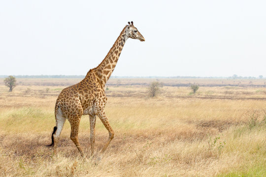 Fototapeta Giraffe in savannah