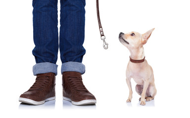 dog and owner