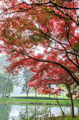 Foggy morning beautiful maple trees in autumn