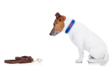 dog and owner