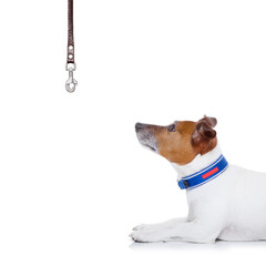 dog and owner