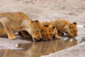 Lioness and cubs drinking
