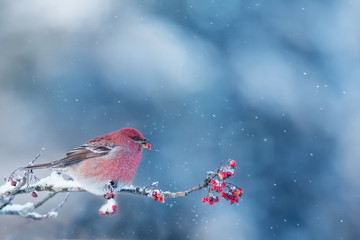 Obraz premium Pine Grosbeak eating frozen rowan berries