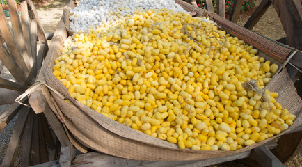 Egg of silk worm
