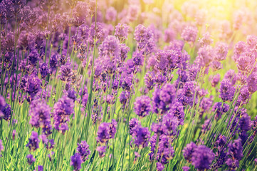 Closeup of lavender field