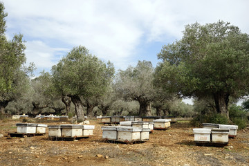 Olive trees