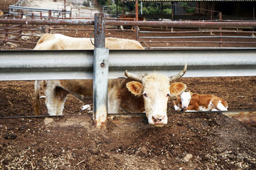 Cow and calf