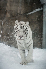 white Tiger