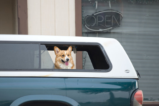 Dog Waiting In Car