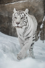 white Tiger