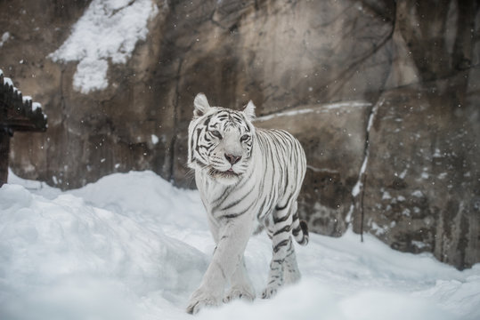 Fototapeta white Tiger