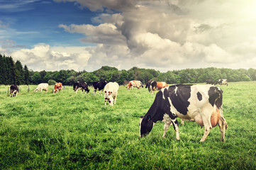 Herd of cows grazing at green field - 75874284