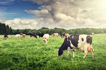 Zelfklevend Fotobehang Koe Kudde koeien grazen op groen veld