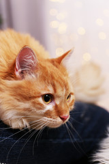 Lovable red cat on lights background