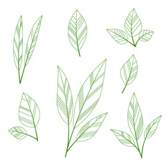Stylized leaves