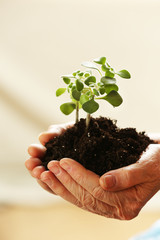 Hands of old woman and young plant on light background