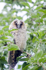 Owl sitting on a tree branch