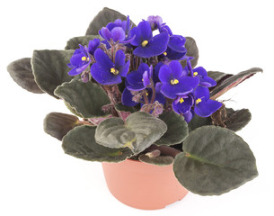 blue flowers in a flowerpot