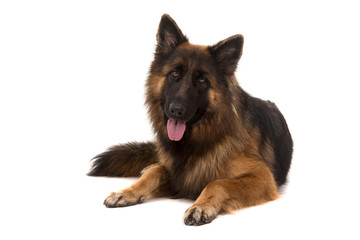 German Shepherd dog