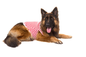 German Shepherd dog