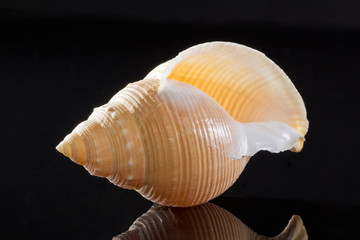 single seashell isolated on black background
