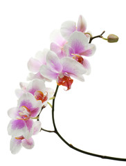 Orchid flowers isolated on white