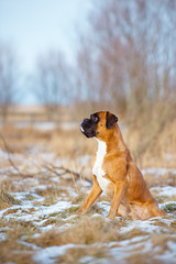 Obraz premium german boxer dog