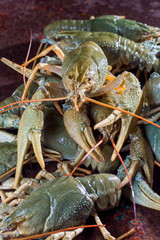 Heap live crayfish