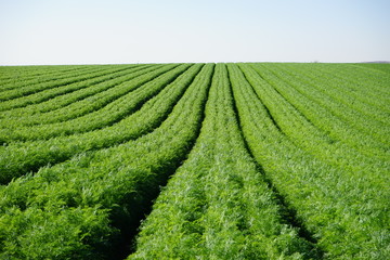 Fototapeta na wymiar Green carrot field