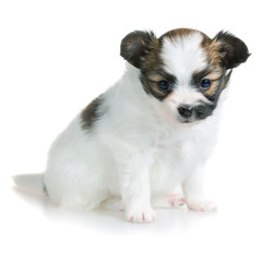 Cute puppy of breed papillon