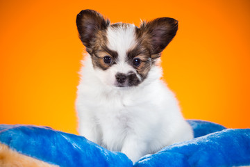 Portrait of a puppy Papillon on an orange background