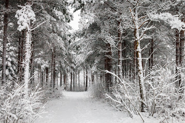 Snowy Road through the wintry forest