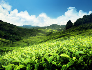 Tea plantation Cameron highlands, Malaysia