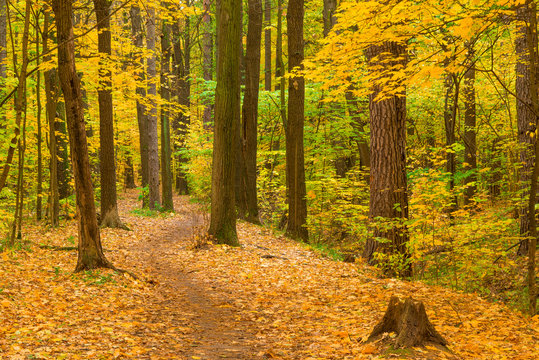 Walk along the path in the autumn forest