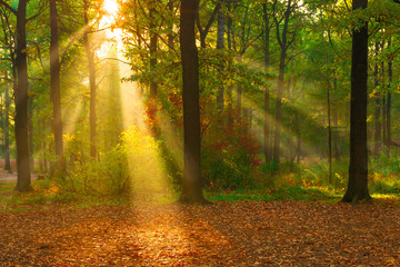 Plakaty  piękny jesienny las oświetlony światłem słonecznym