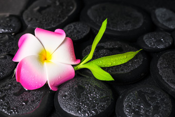 beautiful spa concept of green branch bamboo, plumeria flower wi