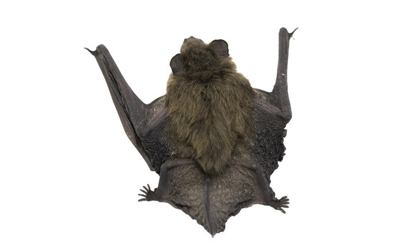 Top view of bat (Common Pipistrelle) on white background