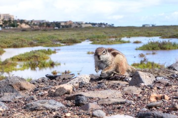 Écureuil de Barbarie à Fuerteventura
