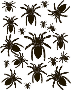 Set Spider Silhouette Vector