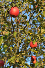 apples on tree