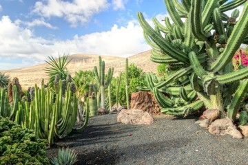Jardin de cactus à Fuerteventura