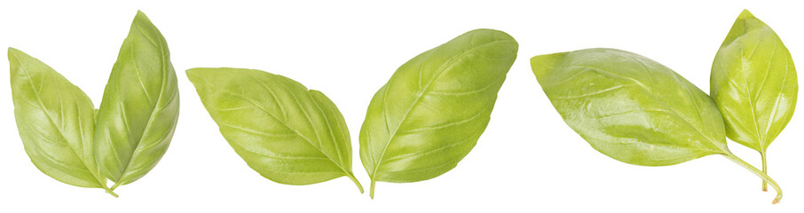 Obraz premium 3 basil leaves isolated